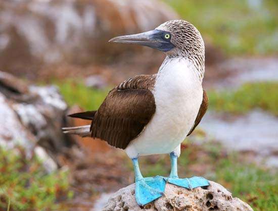 collective animal nouns for blue footed boobies