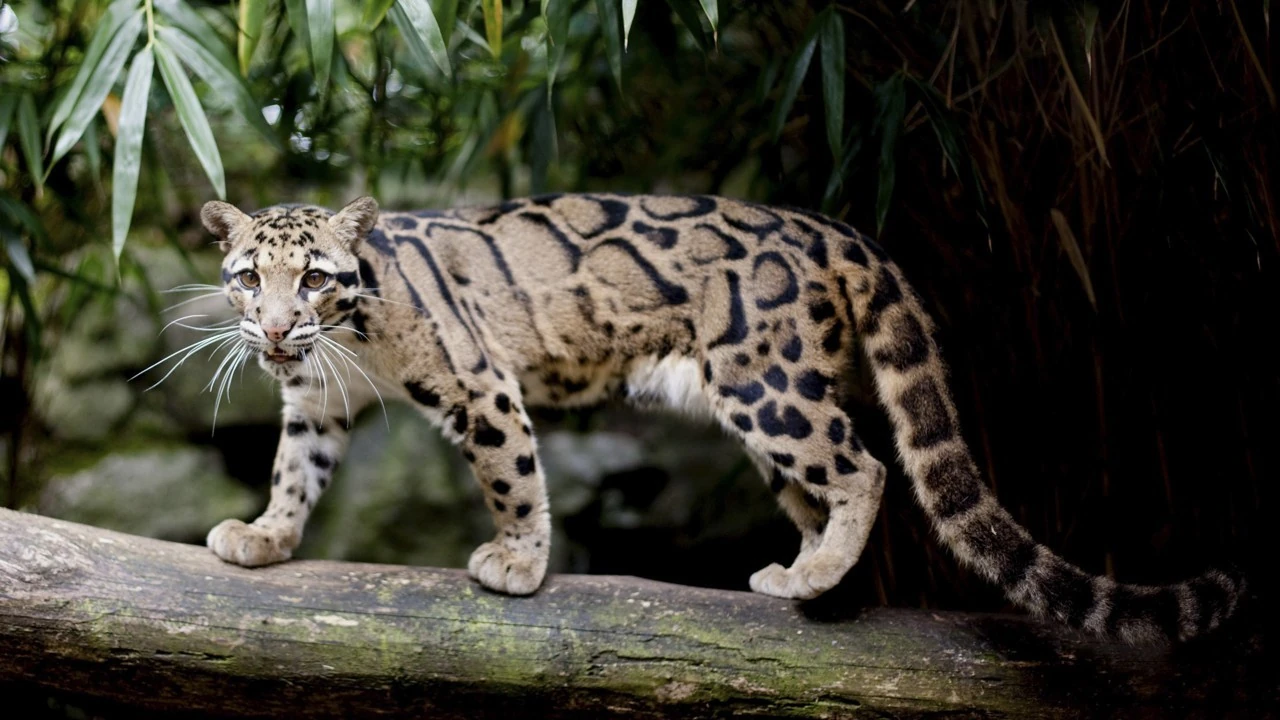 Clouded Leopard | Animals Wiki | Fandom
