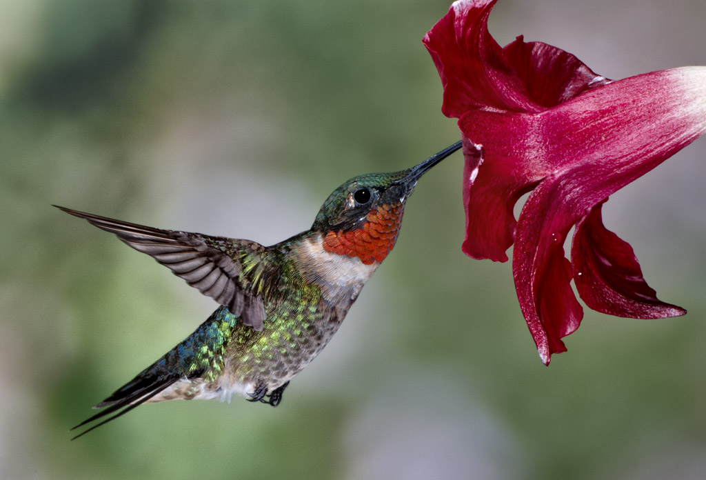 ruby throated hummingbird animals wiki fandom powered by wikia