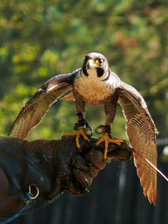 Peregrine Falcon Animals Wiki Fandom