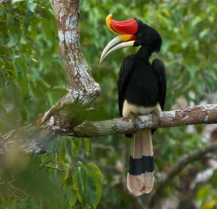 rhinoceros hornbill photos