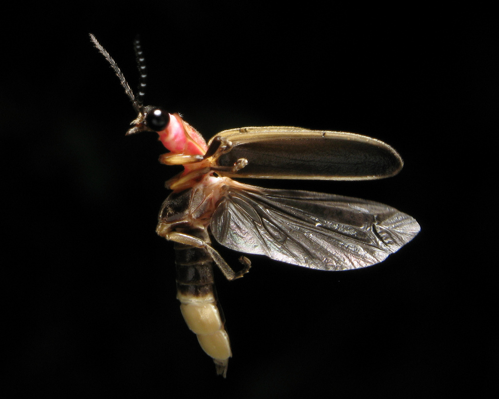 Fire Fly Fire Fly