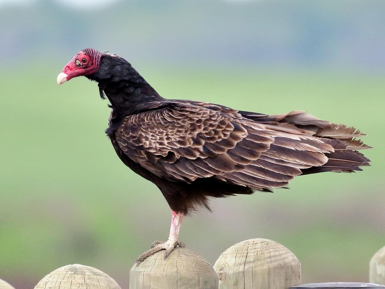 turkey-vulture-animals-wiki-fandom