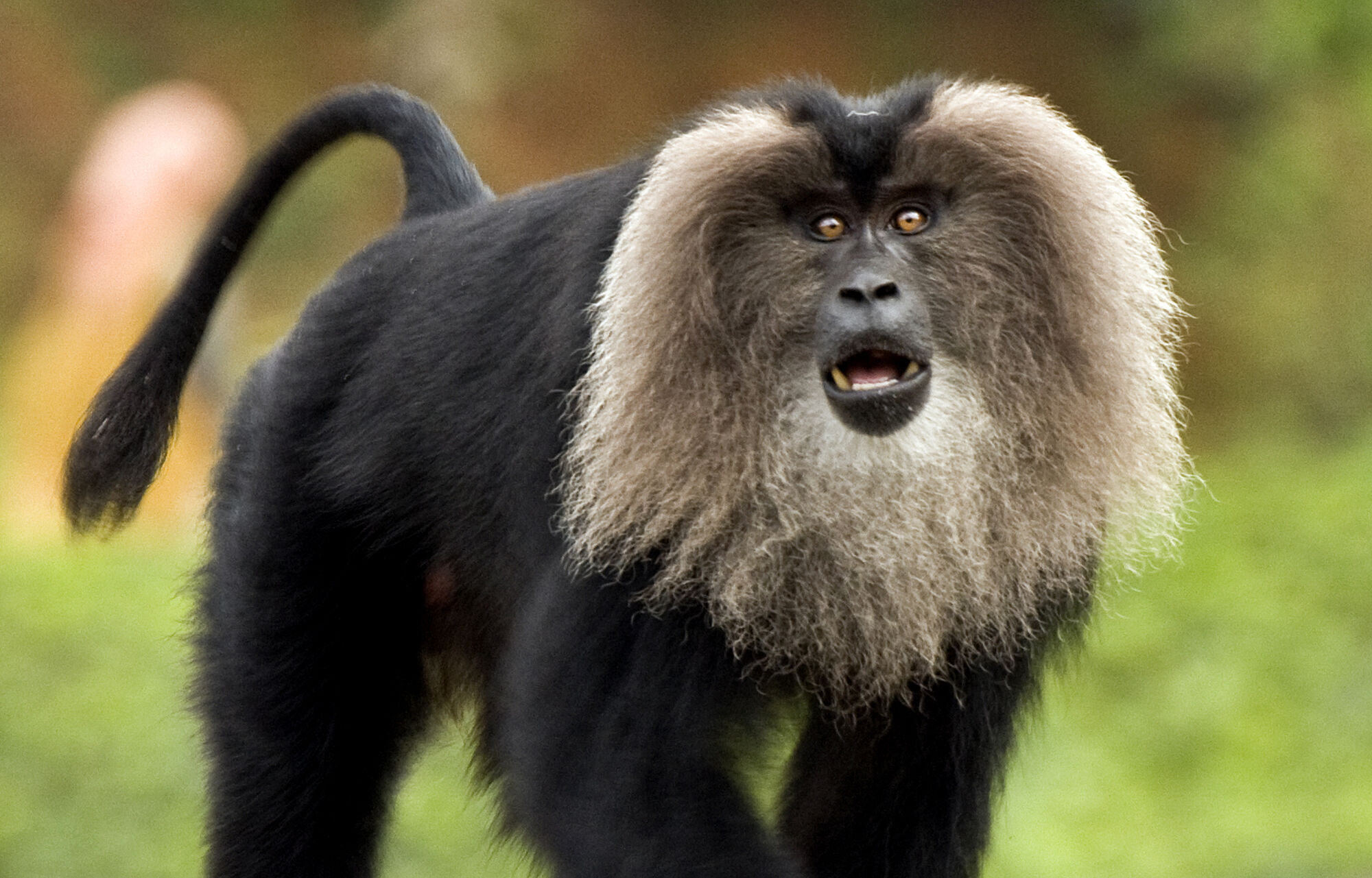 Liontailed Macaque Animals Wiki Fandom