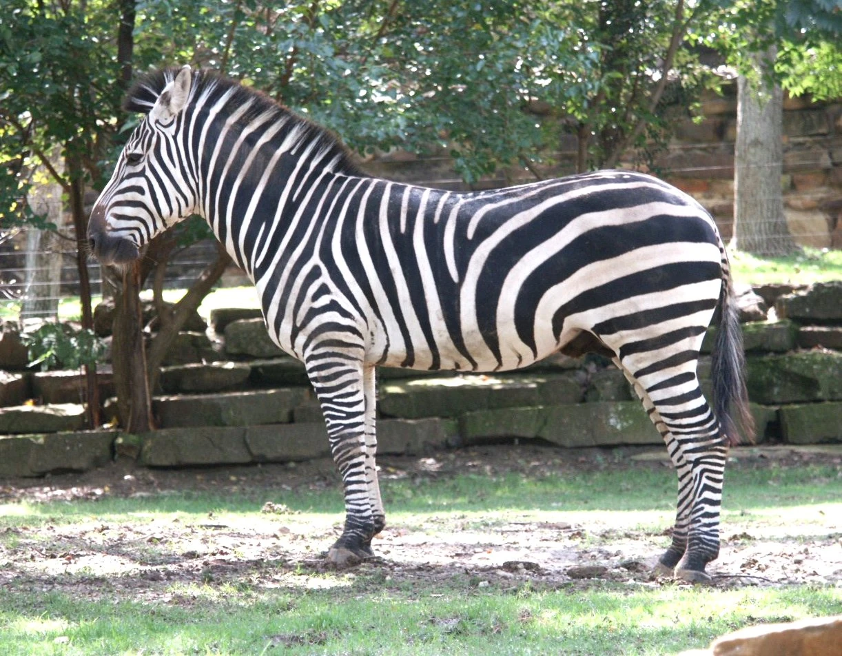 Plains Zebra Animals Wiki FANDOM powered by Wikia