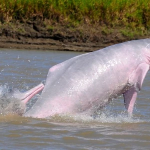 Amazon River Dolphin Animals Wiki Fandom