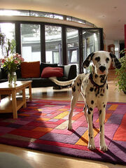 Dalmation