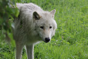 Artic Wolf 0818
