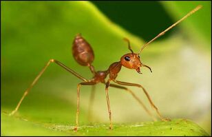 Weaver-ant