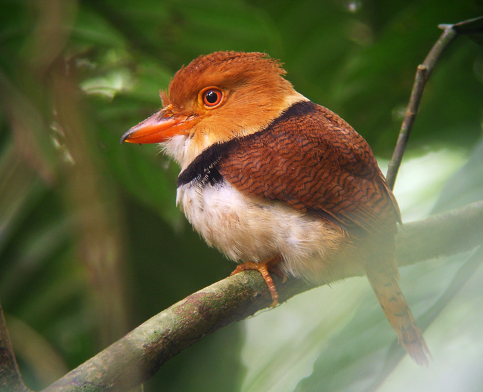 Collared Puffbird | Animal Database | FANDOM powered by Wikia