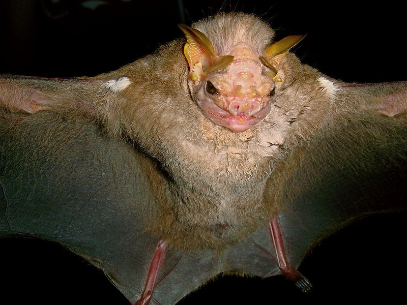 Wrinklefaced Bat Animal Database FANDOM powered by Wikia