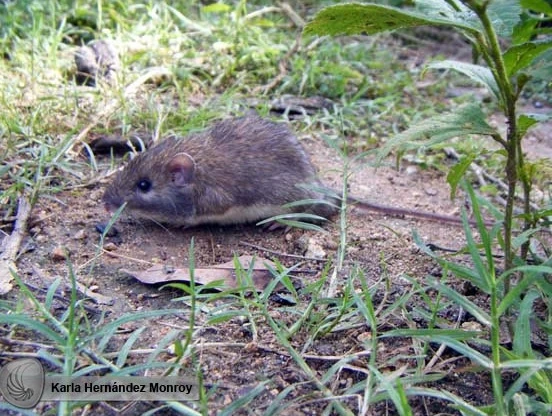 Southern Pygmy Mouse Animal Database FANDOM powered by Wikia