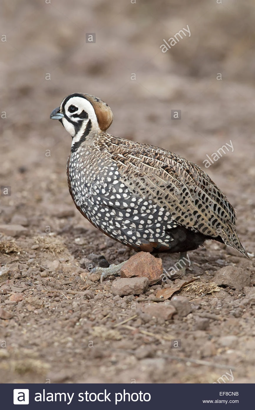 Montezuma Quail Animal Database FANDOM powered by Wikia