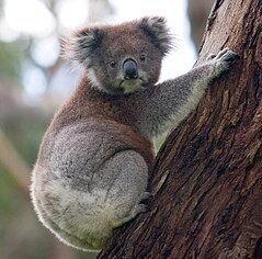 Koala Animal Database Fandom