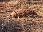 Ground Pangolin