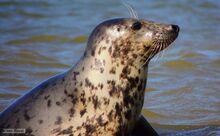 Gray seal 1