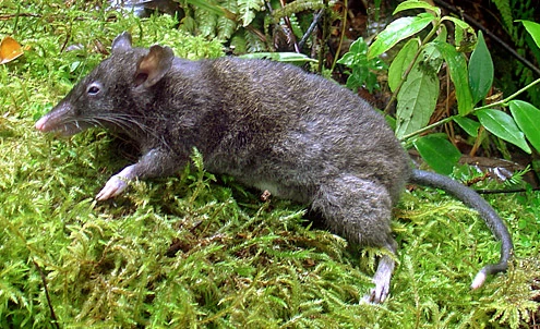 CategoryRhynchomys Animal Database FANDOM powered by Wikia