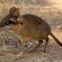 Four Toed Elephant Shrew Animal Database Fandom