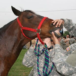 Horse Animal Database Fandom