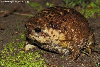 Cape Rain Frog Animal Database Fandom