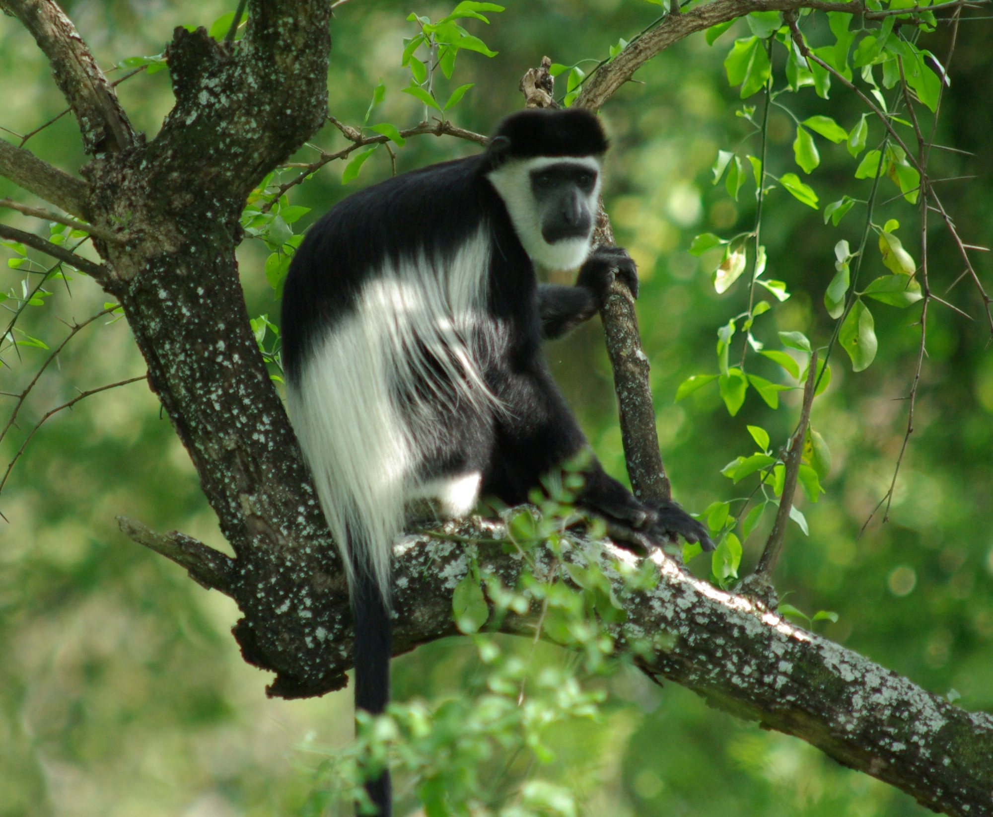 Colobus Animal Database Fandom