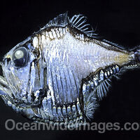 Lovely Hatchetfish Animal Database Fandom