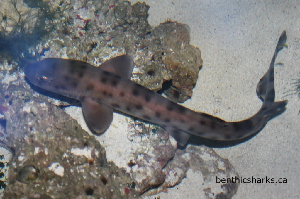Bali Catshark Animal Database FANDOM powered by Wikia