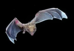 White-winged Vampire Bat | Animal Database | FANDOM powered by Wikia