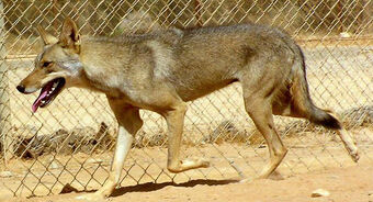 Arabian Wolf Animal Database Fandom