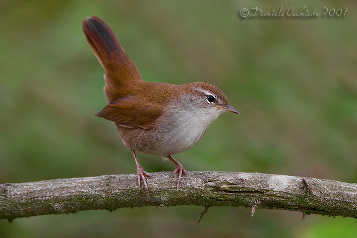 cettis warbler song