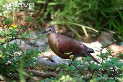 Female-Polynesian-ground-dove