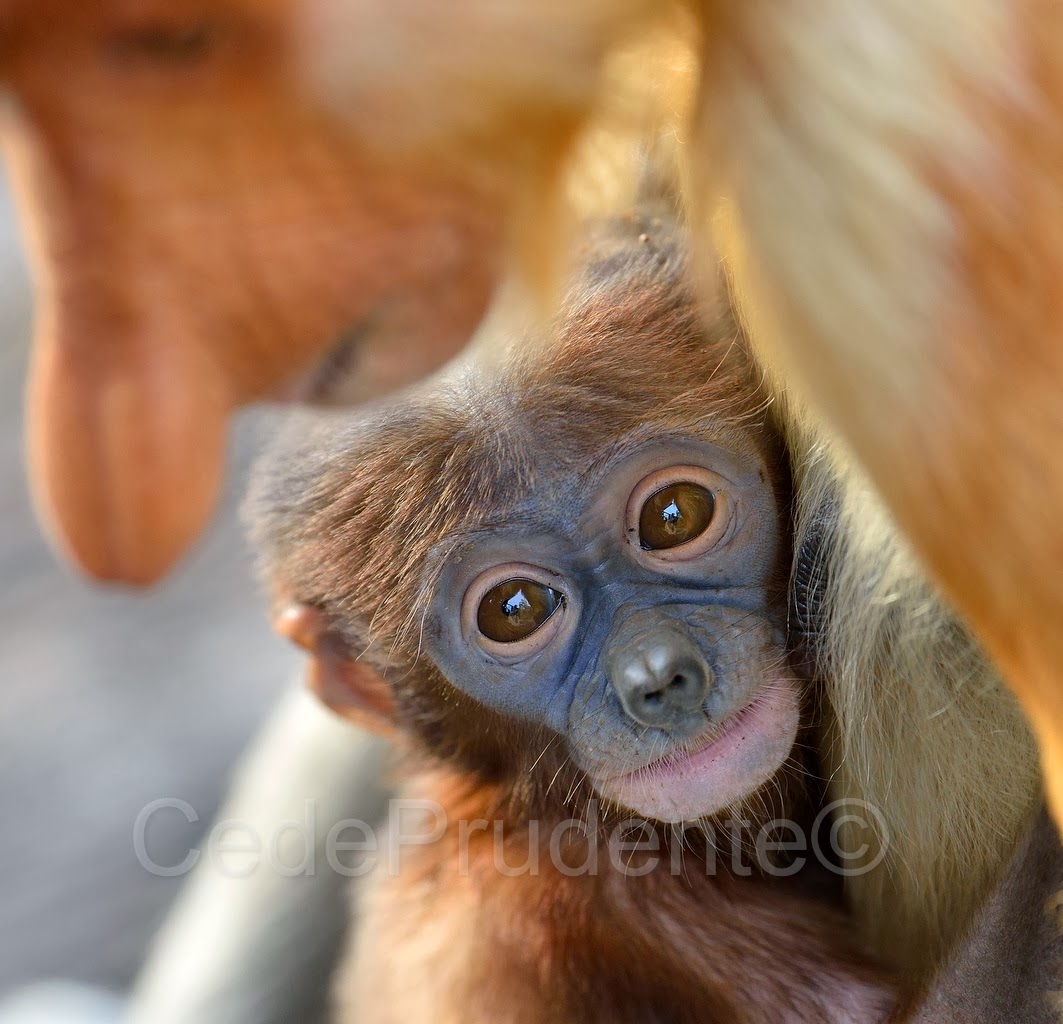 Proboscis Monkey | Animal Database | FANDOM powered by Wikia