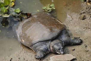TURTIE
