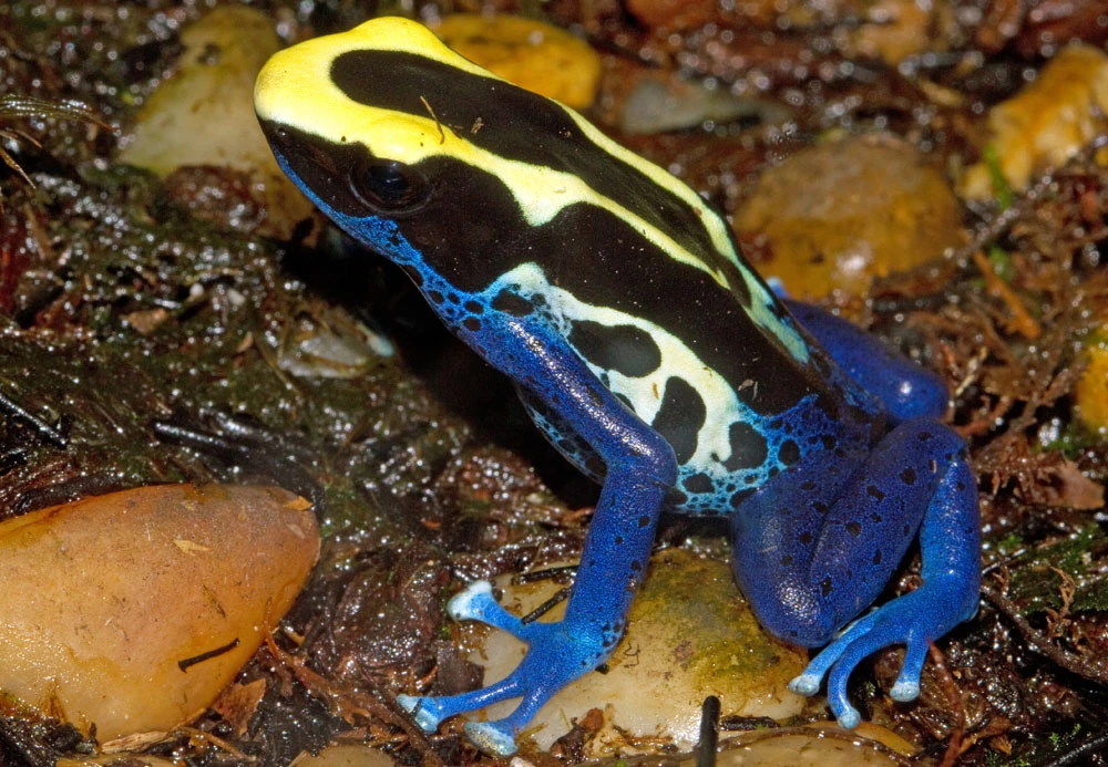 Dyeing Dart Frog | Animal Database | FANDOM powered by Wikia