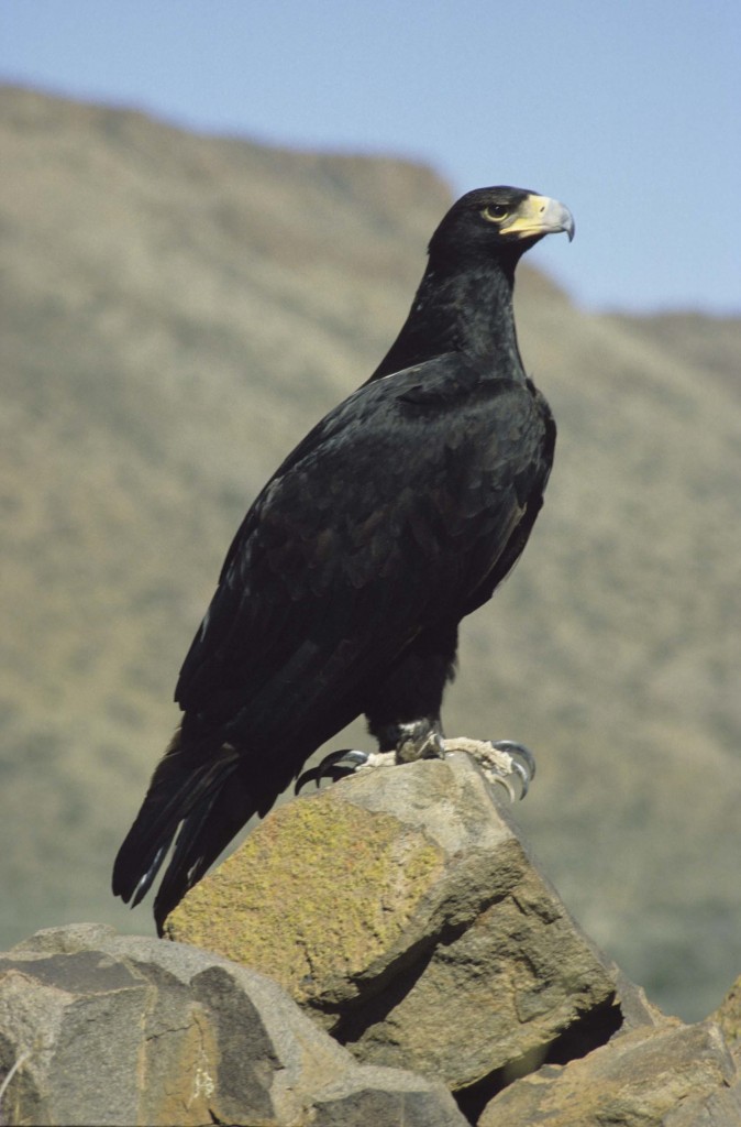 Black Eagle In The Sahara Black Eagle | Animal Database | FANDOM powered by Wikia