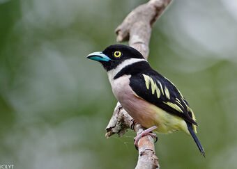 Black And Yellow Broadbill Animal Database Fandom