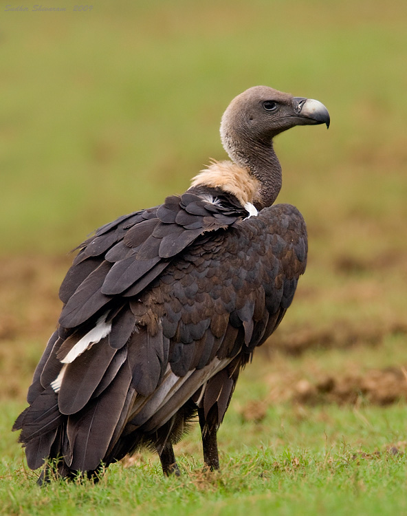 white rumped vulture