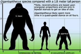 Gigantopithecus-size