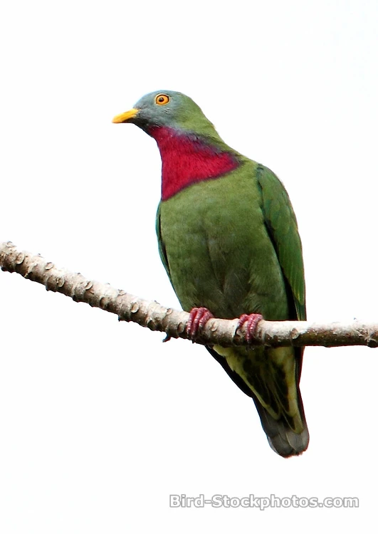 Ptilinopus Animal Database FANDOM powered by Wikia