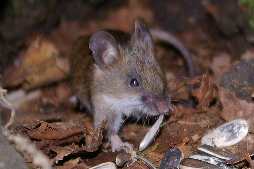 Small Japanese Field Mouse Animal Database FANDOM powered by Wikia