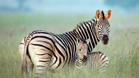 Zebra