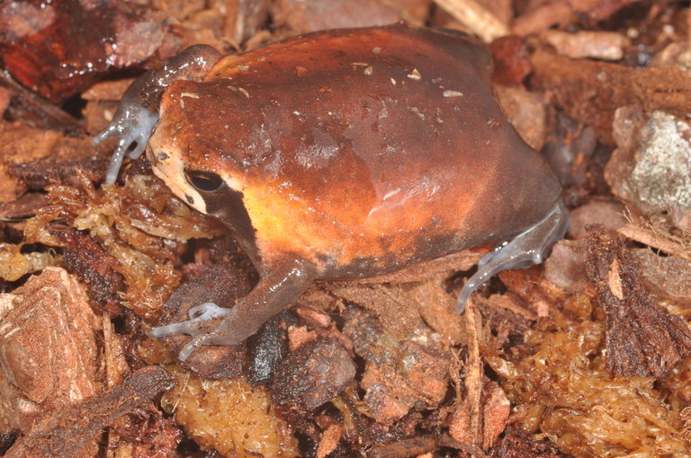 Mozambique Rain Frog | Animal Database | FANDOM powered by Wikia