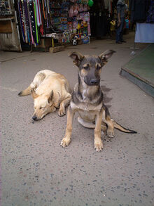 Image-1479848568