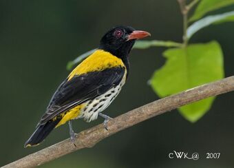 Dark Throated Oriole Animal Database Fandom