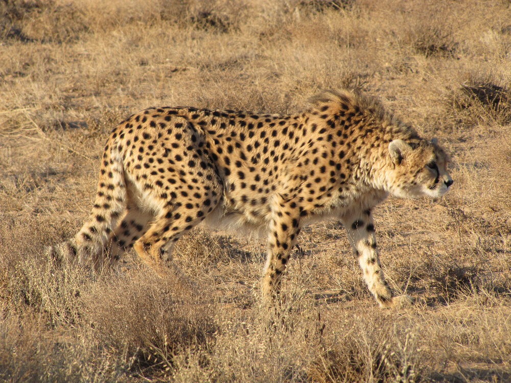 Asiatic Cheetah Animal Database Fandom