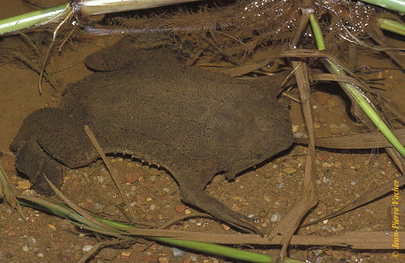 Common Surinam Toad | Animal Database | FANDOM powered by Wikia