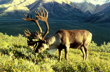 Image-1480354482