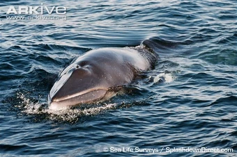 Common Minke Whale Animal Database Fandom