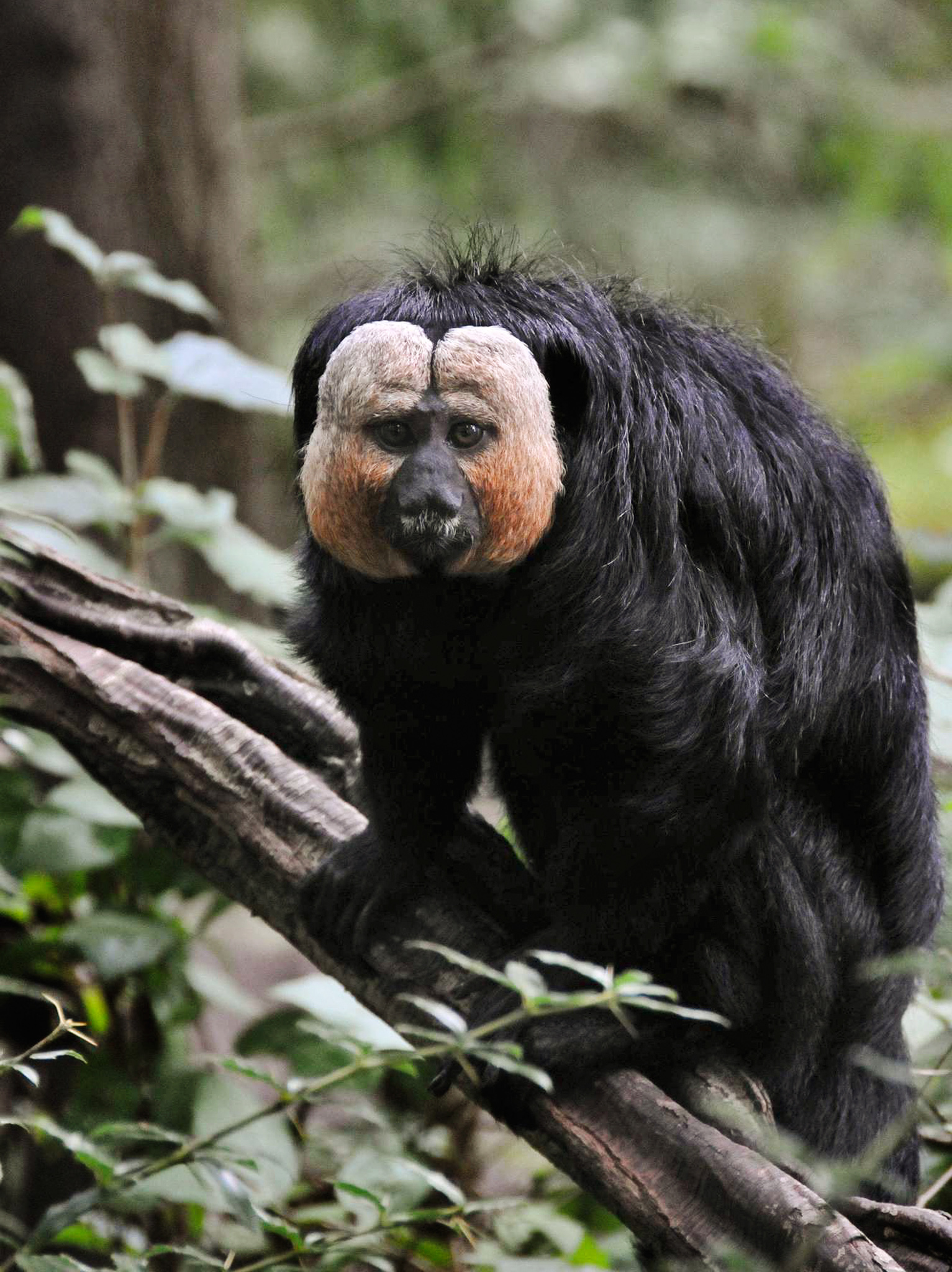 White-faced Saki | Animal Database | Fandom1533 x 2048