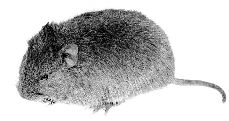 Sage's Rock Rat Animal Database FANDOM powered by Wikia